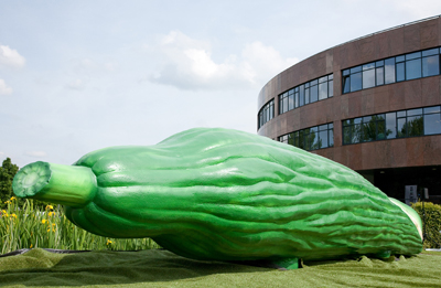 Cucumber